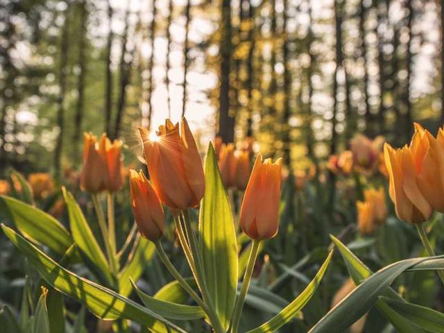 Earnestine Greenfelder